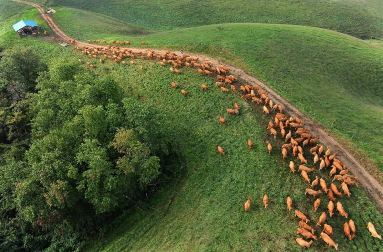 [충남] 서산한우목장 웰빙산책로