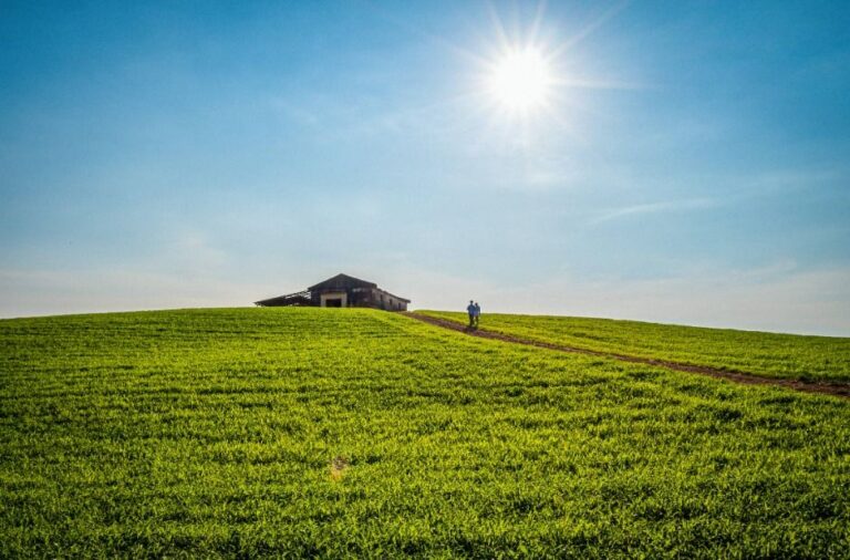 [충남] 천북 청보리밭