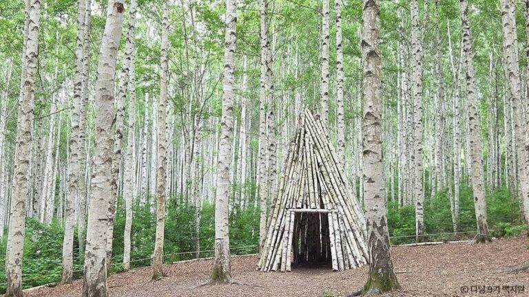 [강원] 원대리 자작나무 숲 (속삭이는 자작나무 숲)