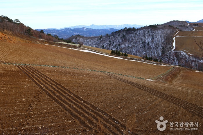 강릉 대기리마을