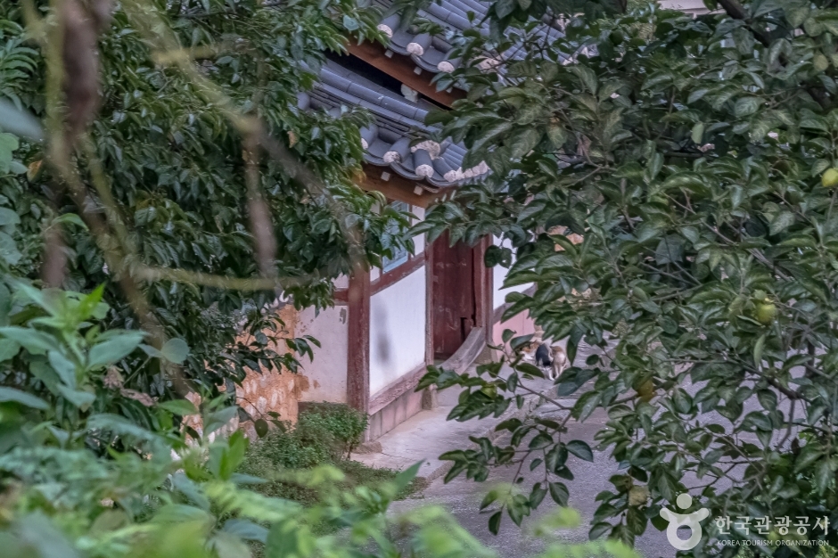 강릉방동리 무궁화4