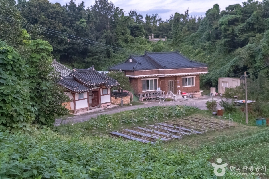 강릉방동리 무궁화5