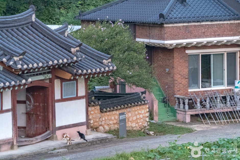 강릉방동리 무궁화6