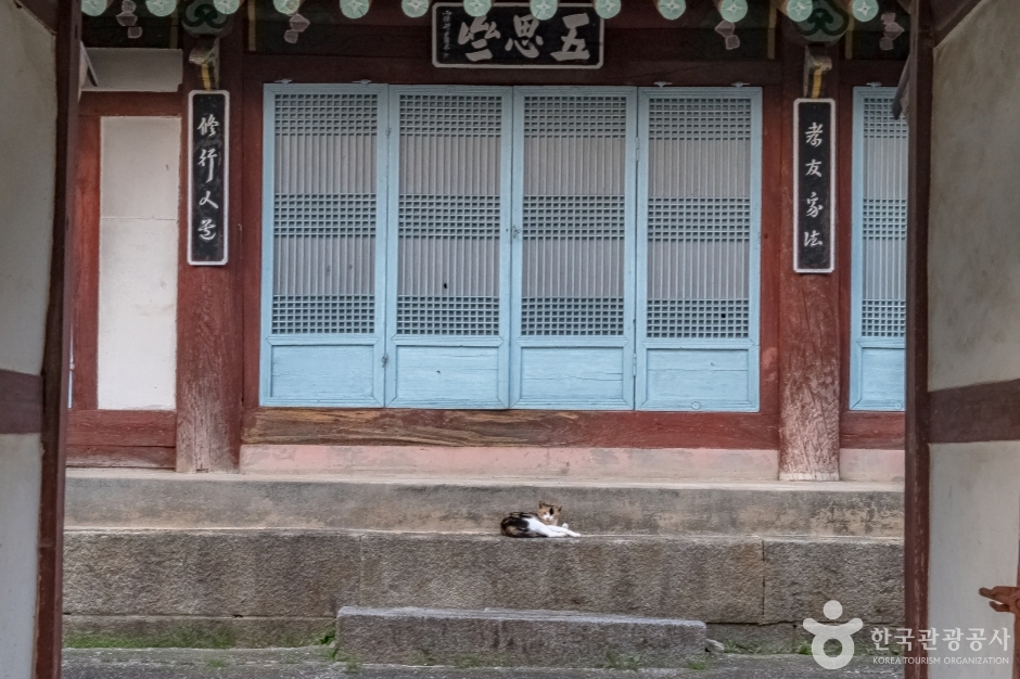 강릉방동리 무궁화12