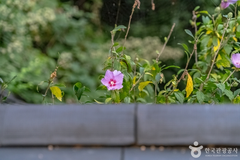 강릉방동리 무궁화13_순수재래종의원형