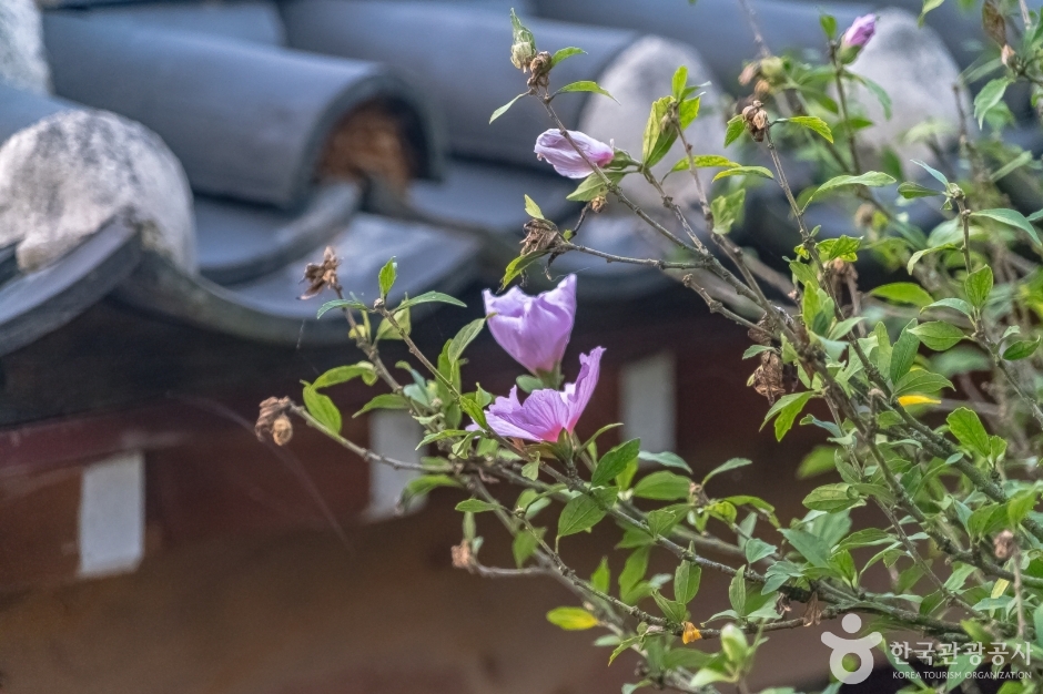 강릉방동리 무궁화15