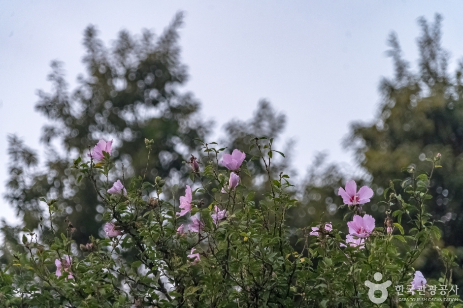 강릉 방동리 무궁화