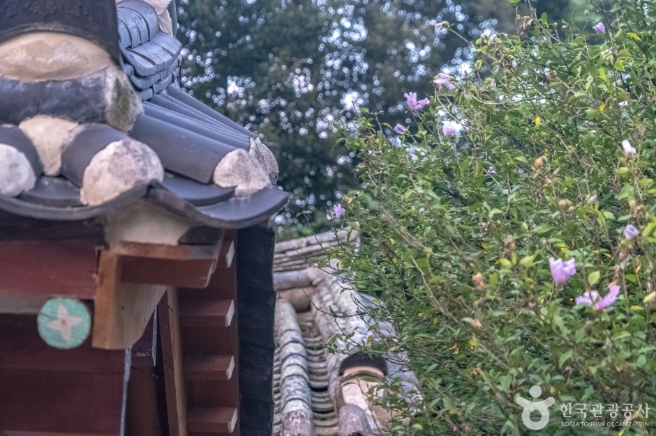 강릉방동리 무궁화18