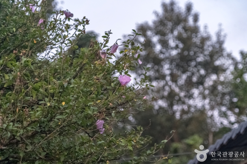 강릉방동리 무궁화20