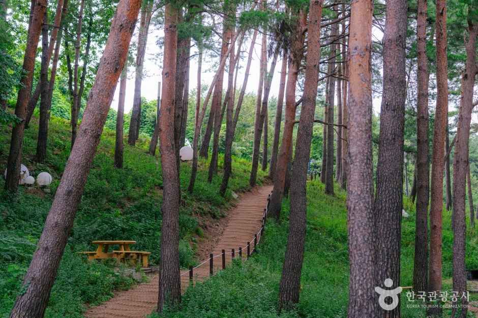 강릉솔향수목원