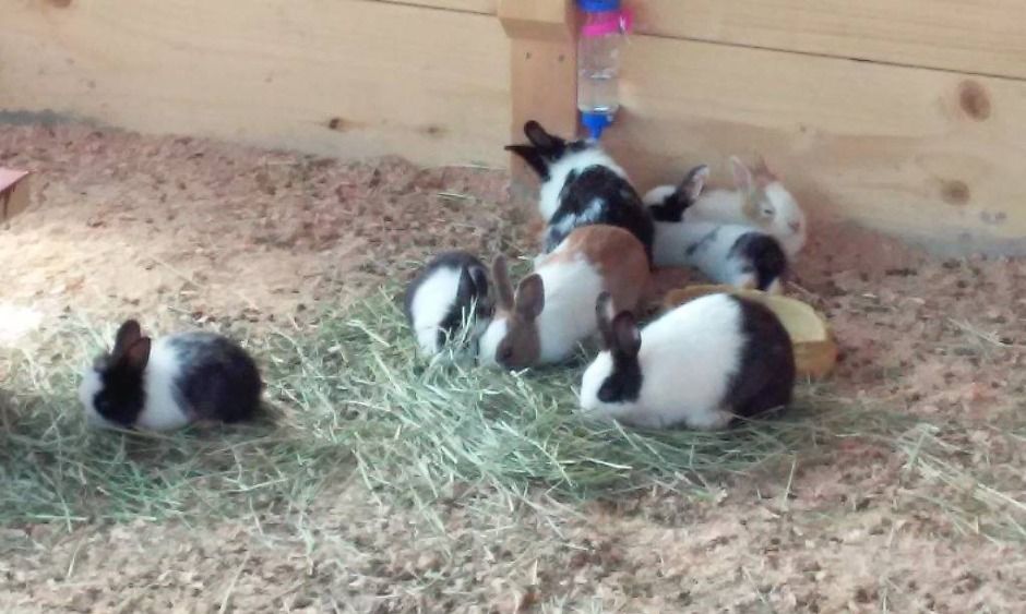 강릉_강릉아기동물농장 (5)