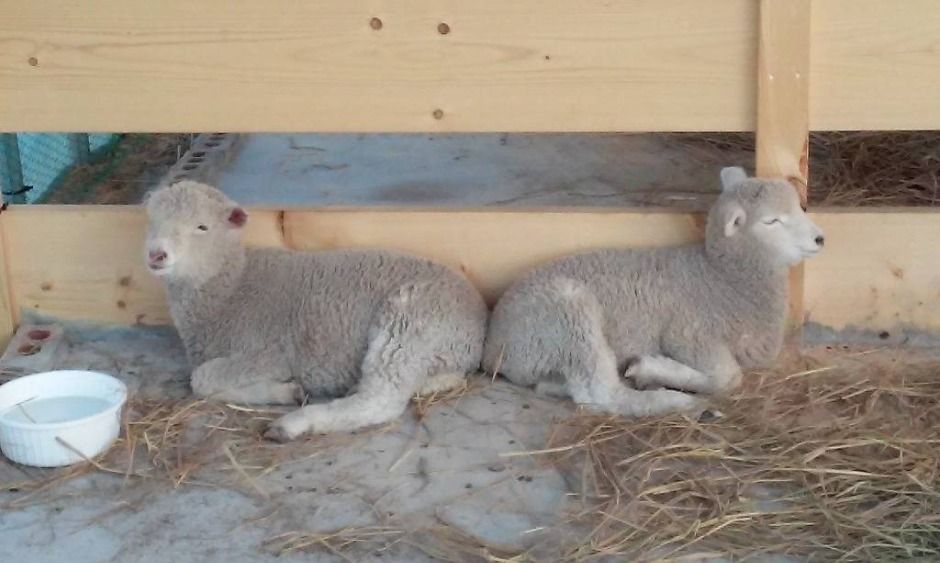 강릉_강릉아기동물농장 (6)