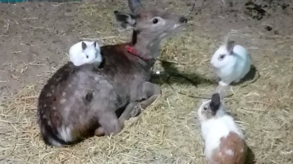 강릉_강릉아기동물농장 (7)