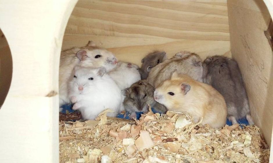 강릉_강릉아기동물농장 (8)