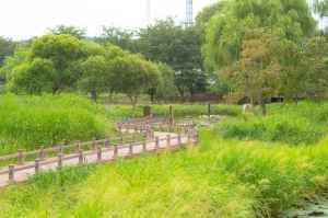 경포가시연습지