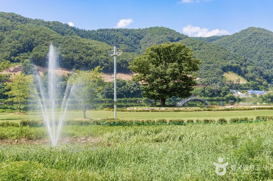 화천_거례리사랑나무 (2)