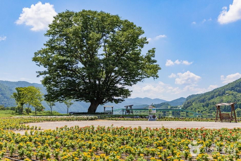 화천_거례리사랑나무 (3)