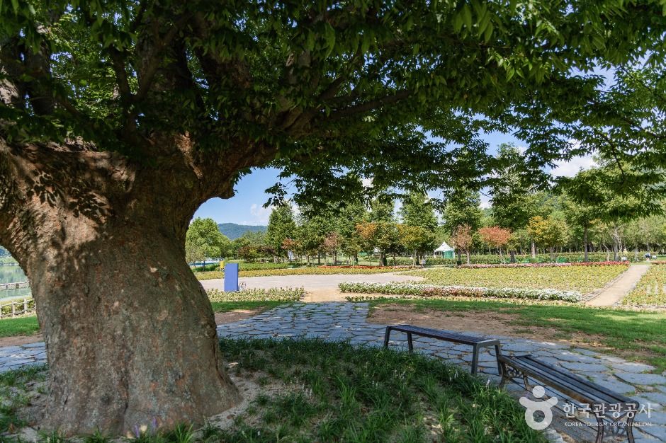 화천_거례리사랑나무 (5)