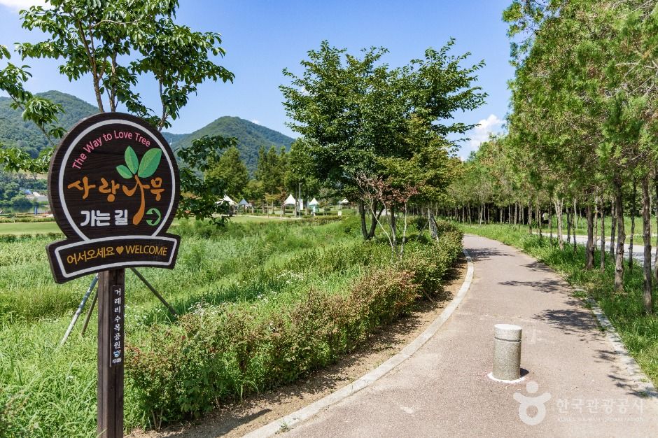 화천_거례리사랑나무 (6)