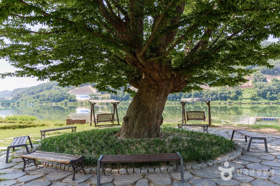 화천_거례리사랑나무 (7)