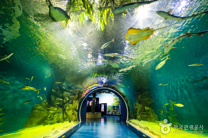 경포 아쿠아리움