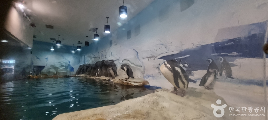 경포 아쿠아리움_6