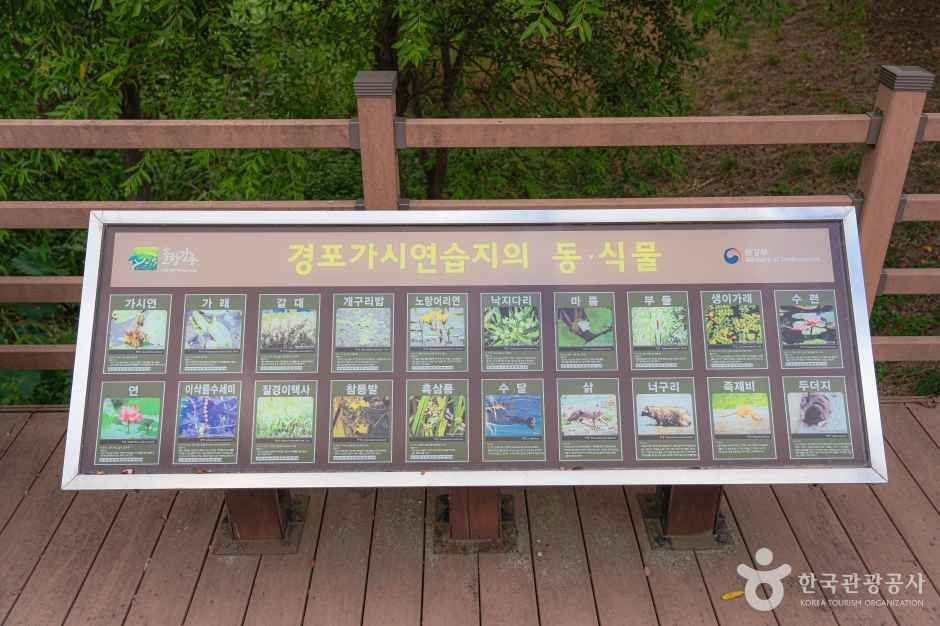 경포가시연습지