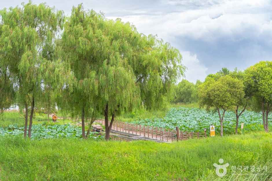 경포가시연습지