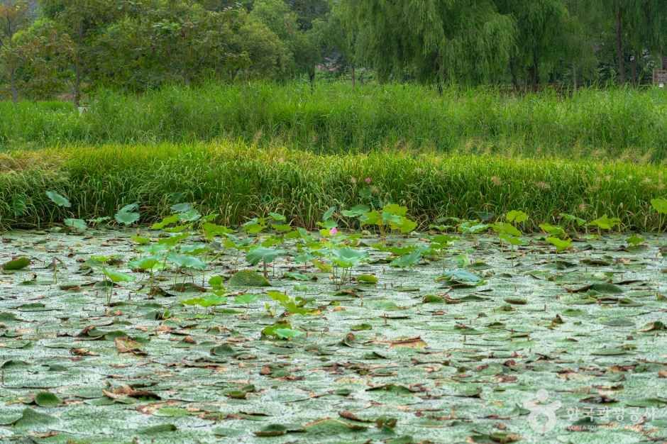 경포가시연습지