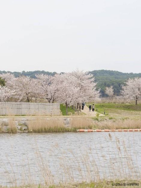 강릉_경포생태저류지 (2)