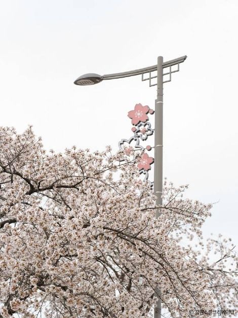 강릉_경포생태저류지 (3)