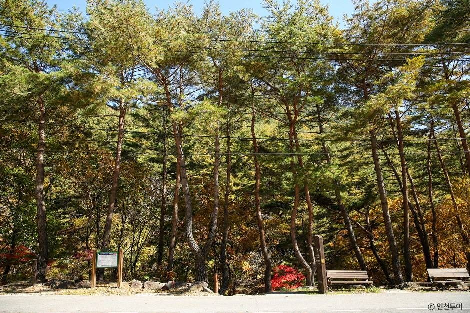 국립 가리왕산자연휴양림