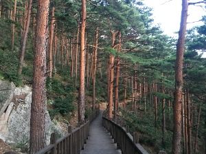 국립대관령치유의숲