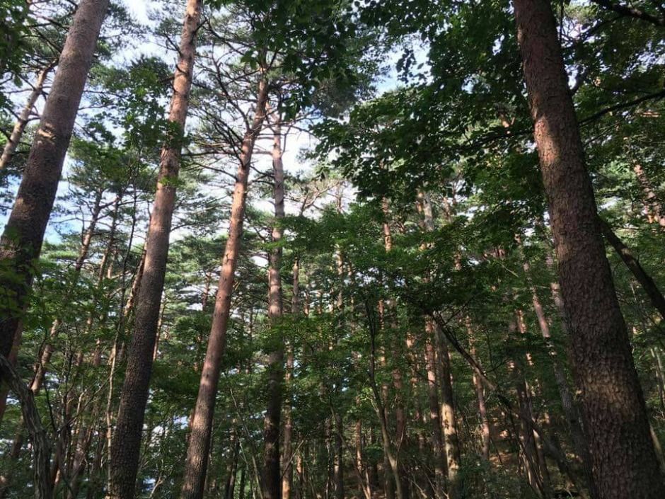 강릉_국립대관령치유의숲 (1)