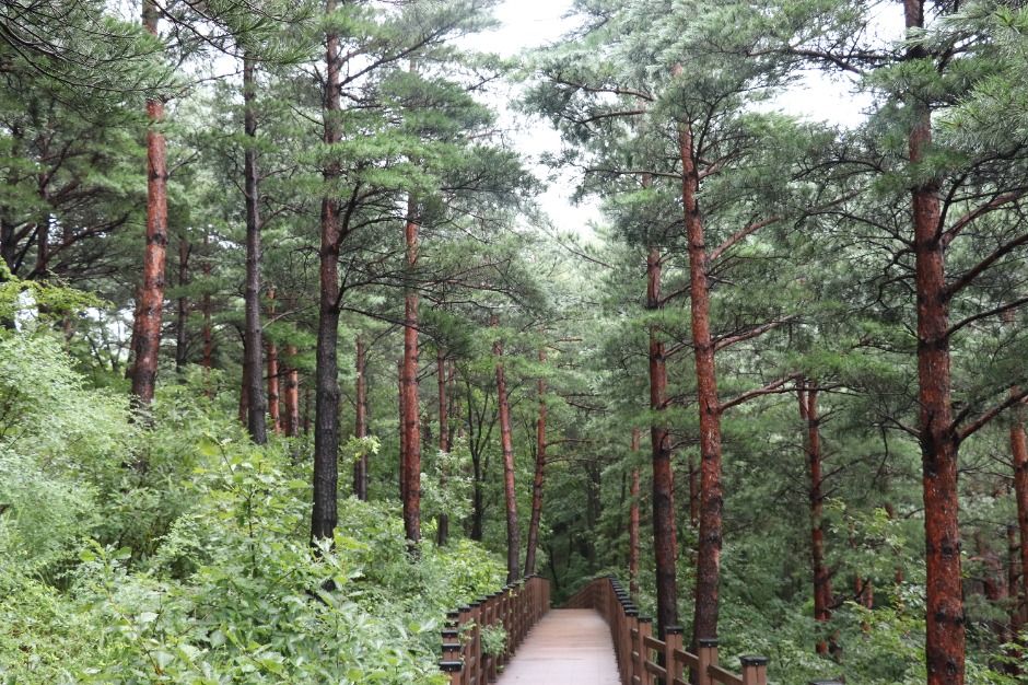 강릉_국립대관령치유의숲 (7)