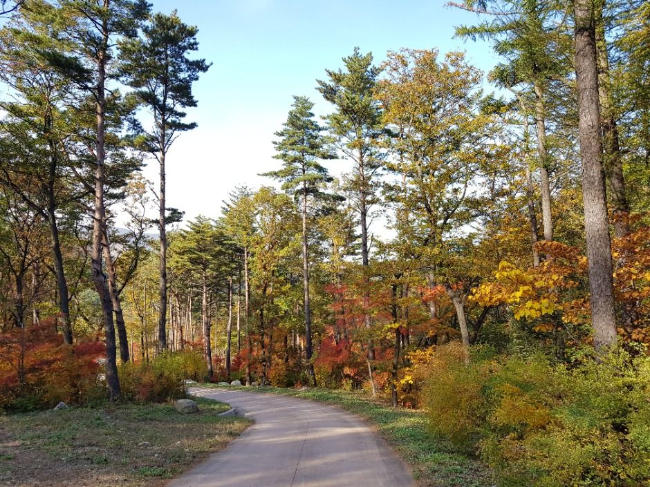 강릉_국립대관령치유의숲 (8)