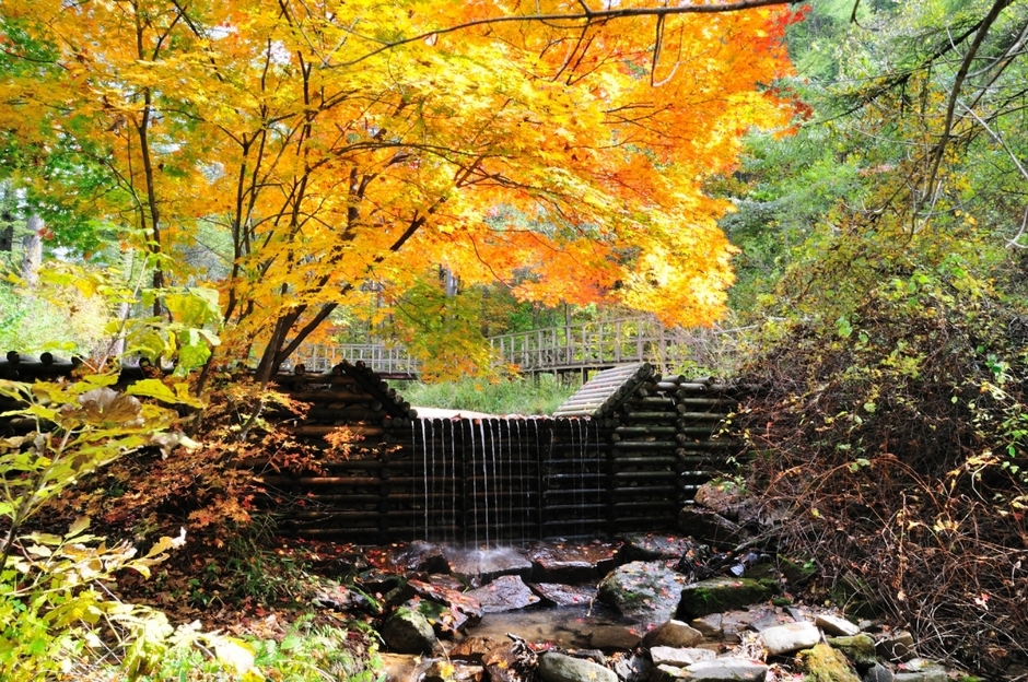 국립횡성숲체원 (4)_가을풍경
