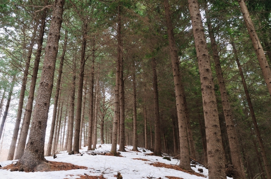 국립횡성숲체원 (7)