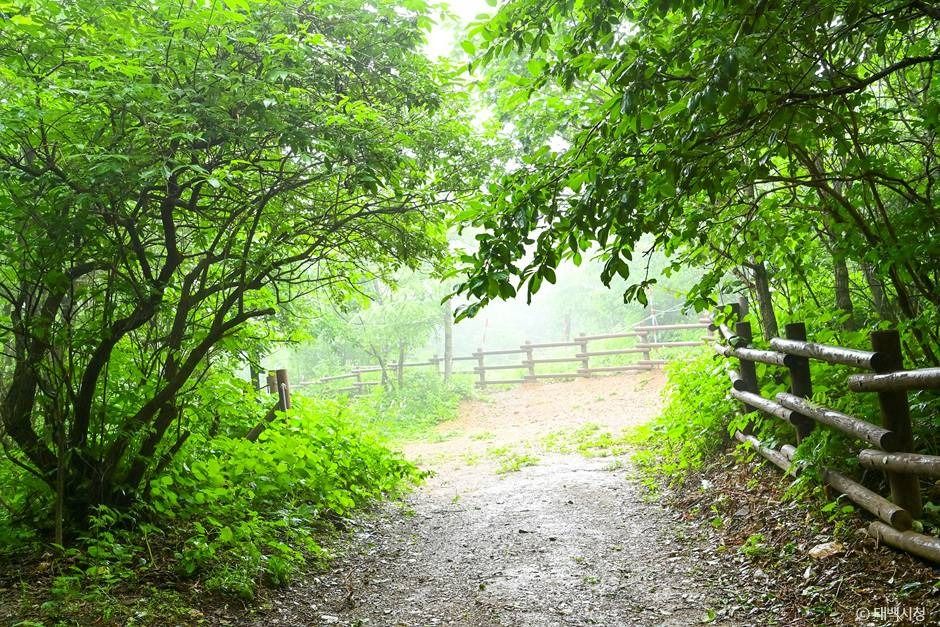 태백_금대봉야생화 군락지 (1)