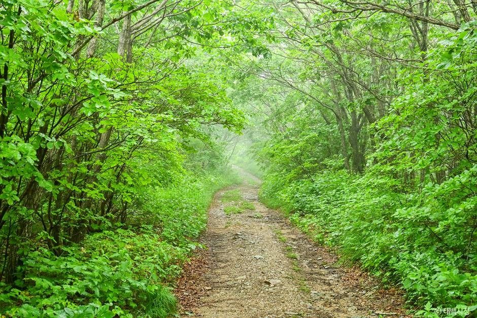 태백_금대봉야생화 군락지 (2)
