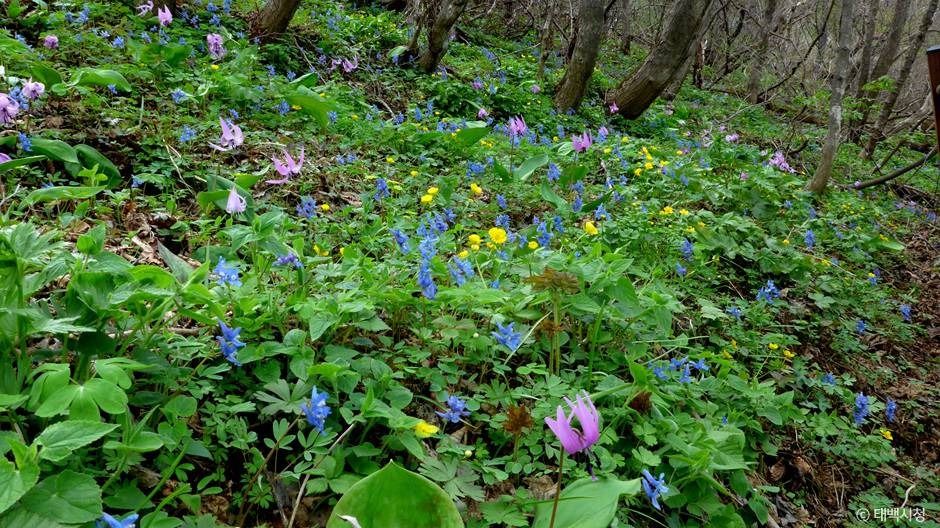 태백_금대봉야생화 군락지 (3)