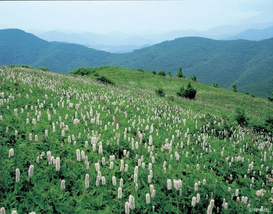 금대봉야생화 군락지