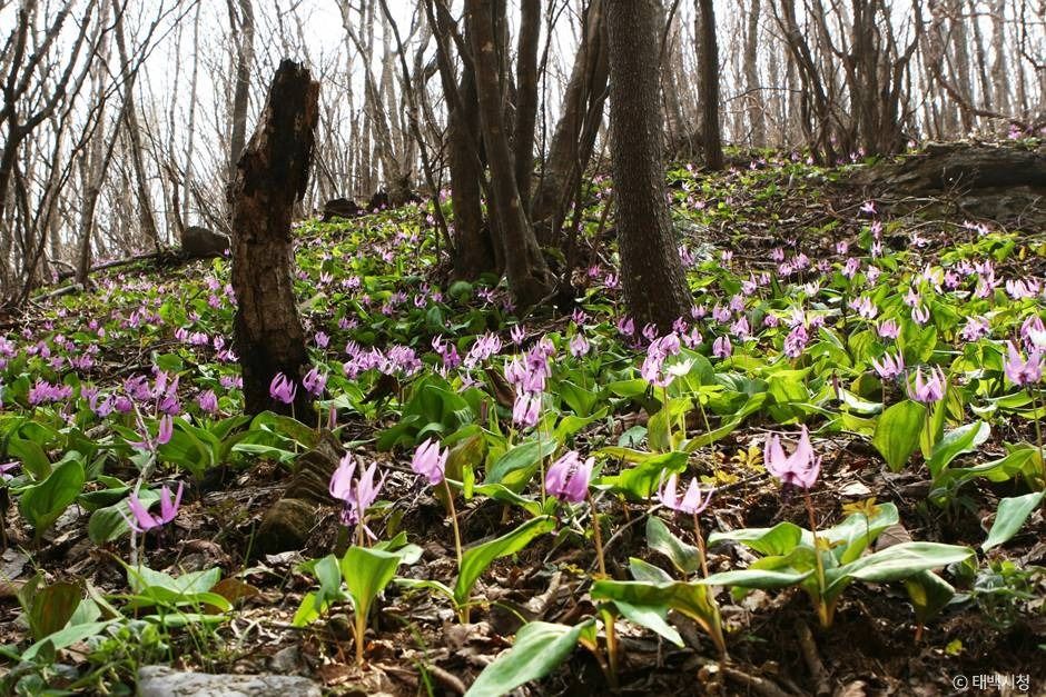 태백_금대봉야생화 군락지 (2)