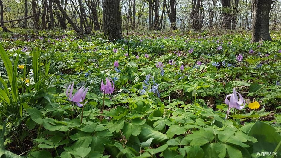 태백_금대봉야생화 군락지 (1)