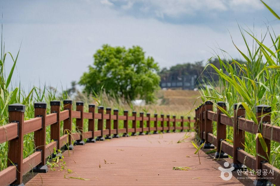 양양_남대천 생태관찰로 (3)