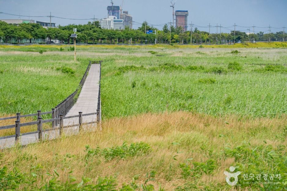 양양_남대천 생태관찰로 (6)