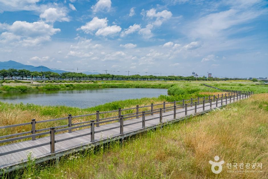 양양_남대천 생태관찰로 (7)