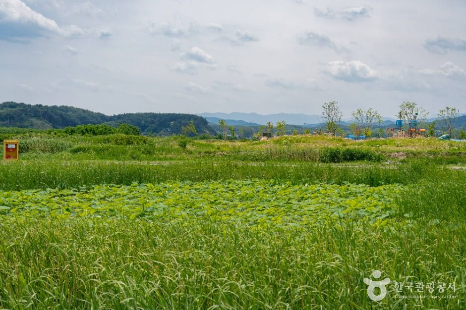 양양_남대천 생태관찰로 (9)