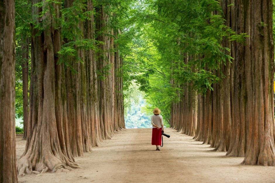 춘천_남이섬 (4)