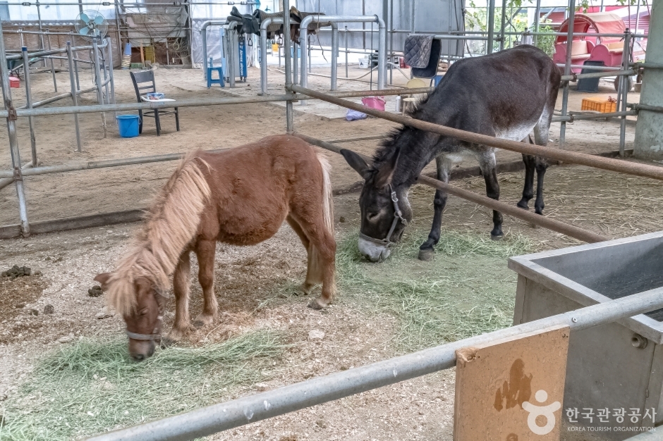 늘푸른체험농원16_승마체험